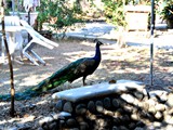 The Resort is also home to rare fowls like this peacock.

