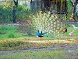 The Resort is also home to rare fowls like this peacock.
