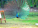 
The Resort is also home to rare fowls like this peacock.