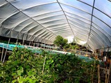The resort has a green house in which organic products are grown and cultivated